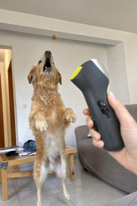 Perro saltando para atrapar un snack lanzado